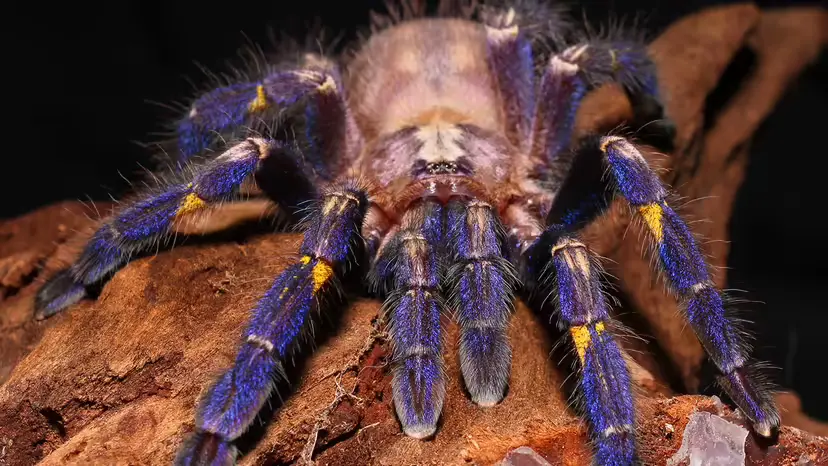 蓝如孔雀的“蓝宝石捕鸟蛛”（Gooty sapphire tarantula）：特征、习性与保育现状