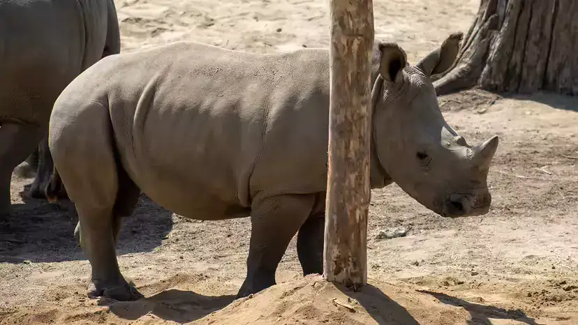 爪哇犀（Rhinoceros sondaicus）：现存最稀有的犀牛