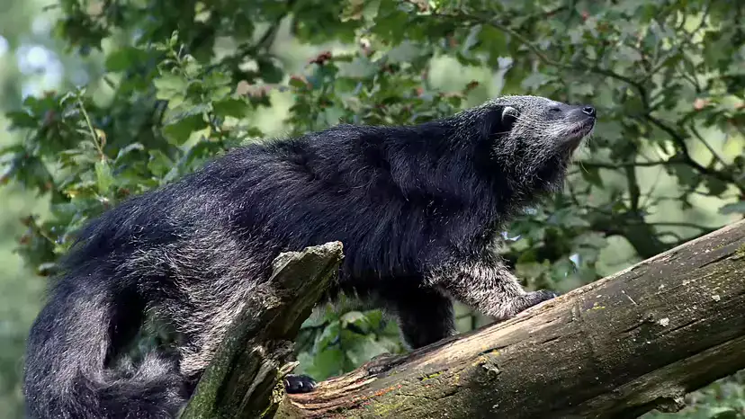 熊狸（Binturong / Bearcat）科普大全：既不是熊，也不是猫