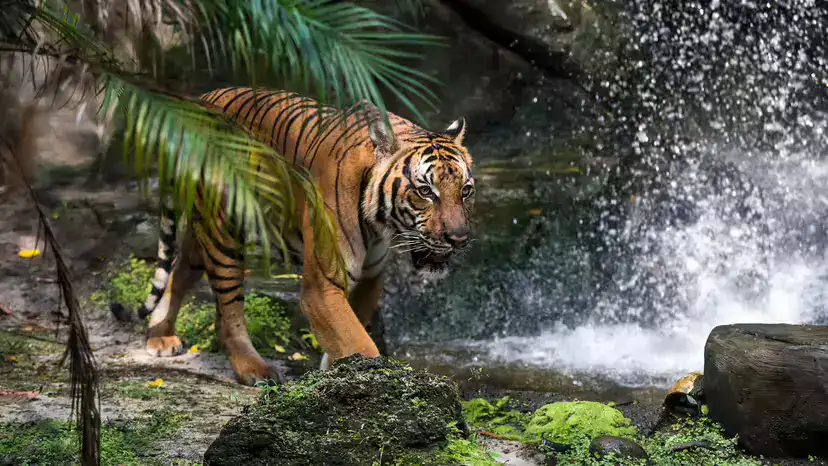 马来虎（Panthera tigris jacksoni）：马来半岛的极危旗舰物种