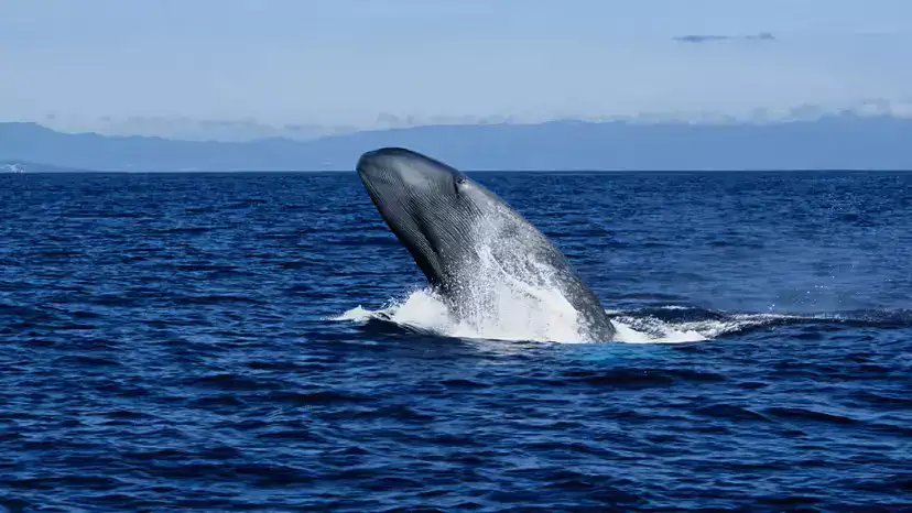 蓝鲸（Balaenoptera musculus）：体型、叫声、栖息地、食性与保护
