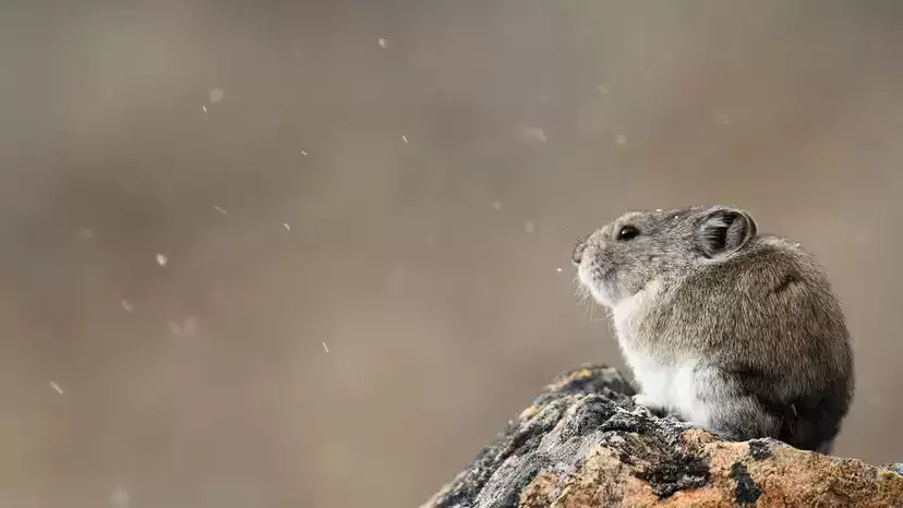 伊犁鼠兔（Ochotona iliensis）：被时间追赶的“魔法兔”