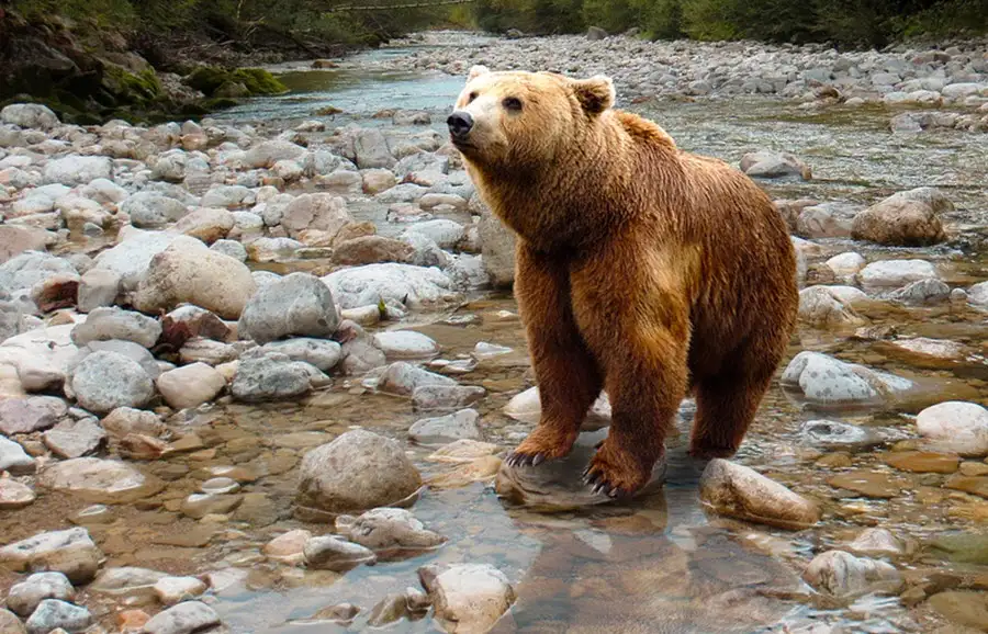 戈壁熊（Gobi Bear）：生活在沙漠深处的全球最稀有棕熊