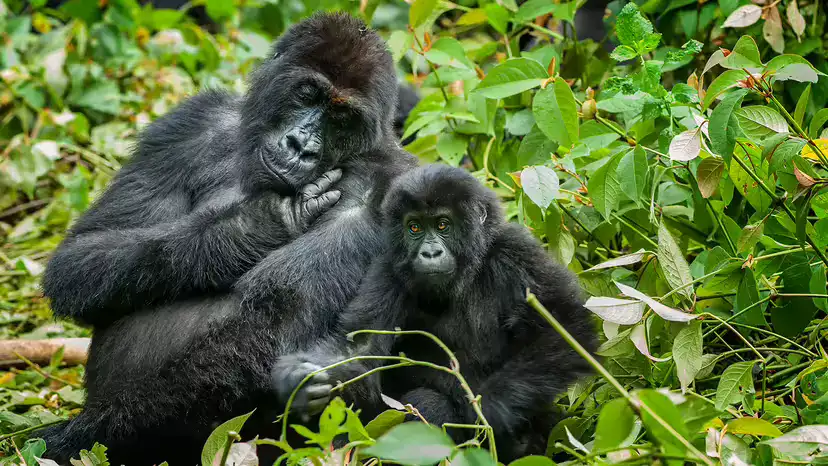 东部低地大猩猩（Gorilla beringei graueri）：体型最大的猩猩，濒临绝境