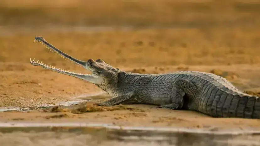 恒河鳄（Gharial）：“超窄长吻”的极危鳄类