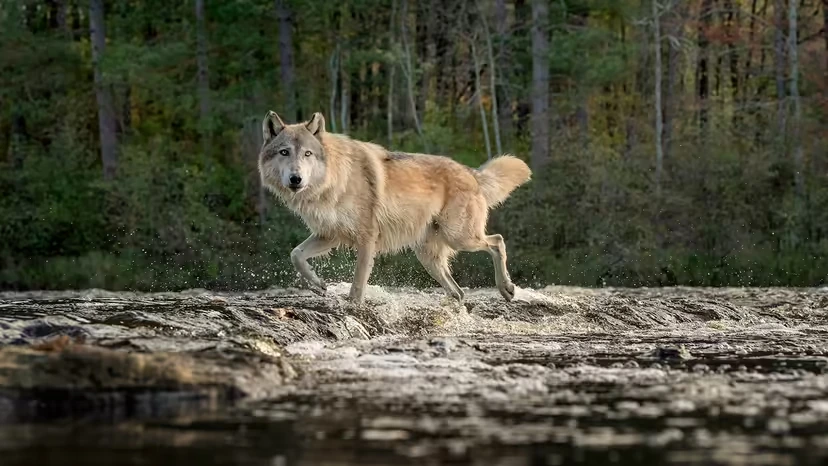 哈士奇 vs. 狼：长得像≠行为像