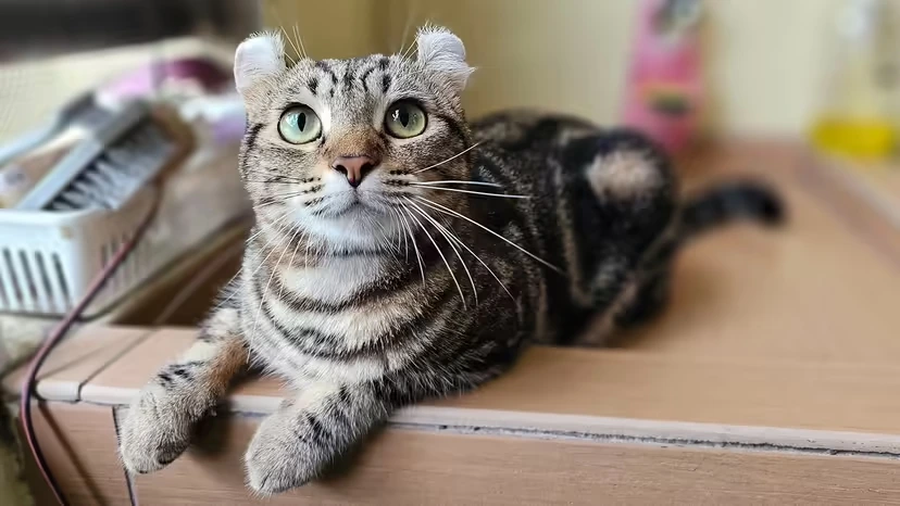 2025103110017304.webp 8.webp