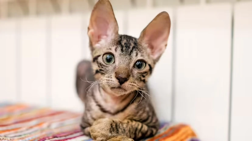 这8种“长得特别”的猫，其实可爱到上头（养护要点 + 性格指南）