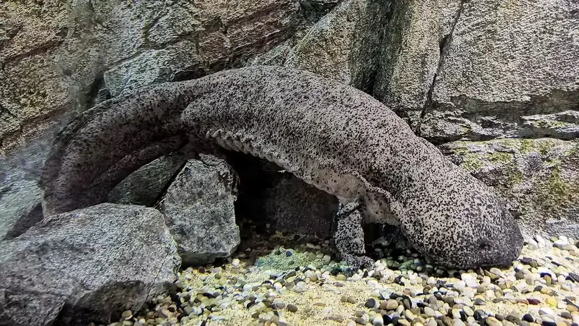 2025103111047692.webp 8.webp