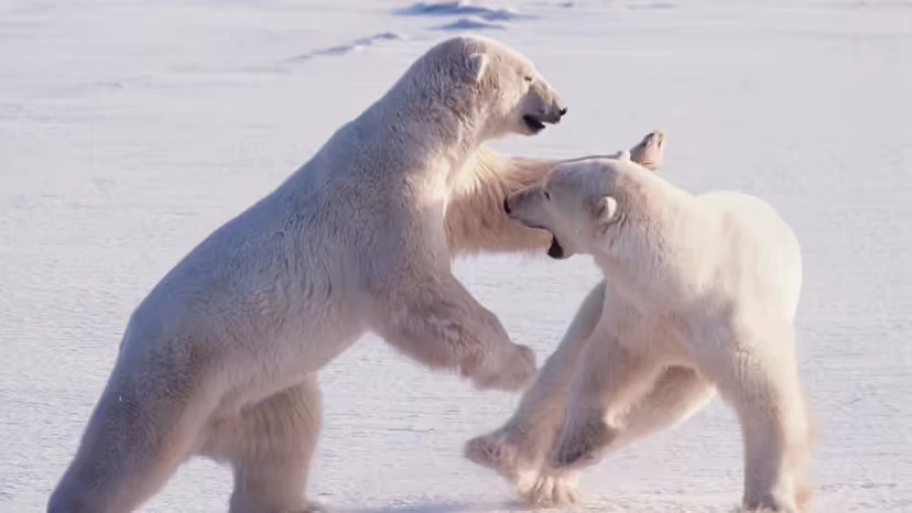 2025103111412615.webp 2.webp