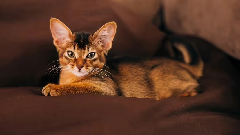 2025103111711377.webp 3.webp