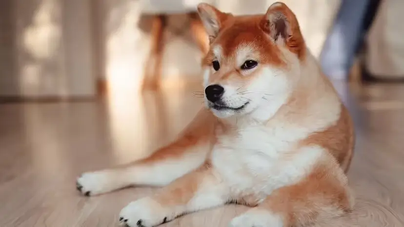 2025103118176940.webp 6.webp