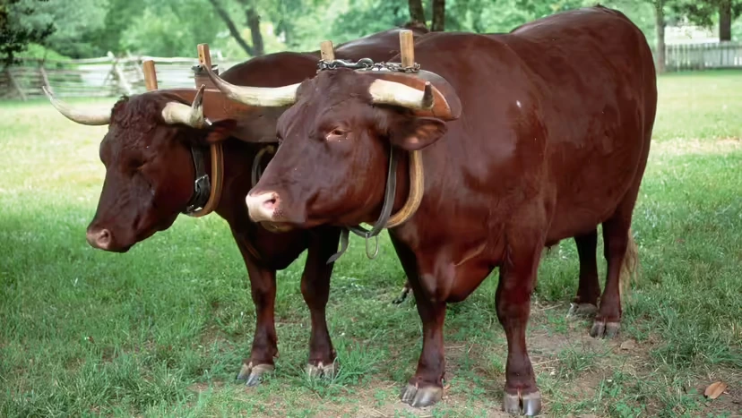 2025103118238311.webp 2.webp