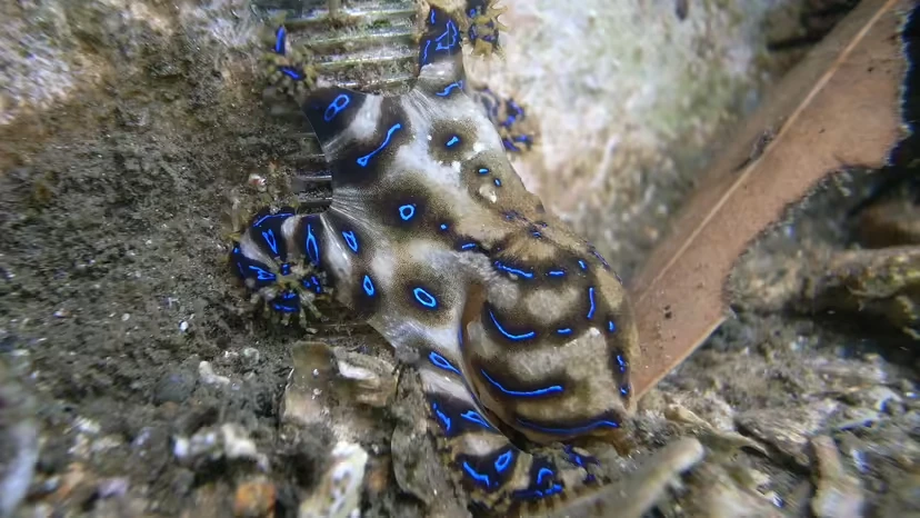 2025103118388638.webp 2.webp