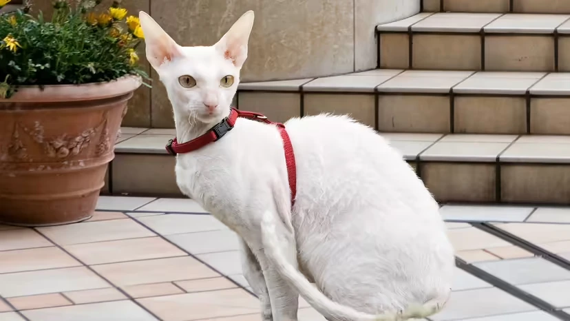 2025103121029798.webp 5.webp