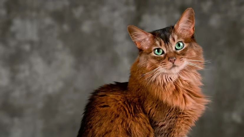 2025103125738236.webp 2.webp