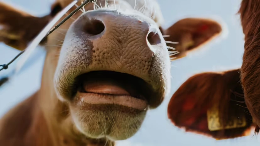 2025103129270933.webp 1.webp