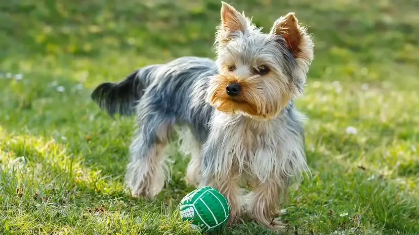 2025103136572327.webp 2.webp