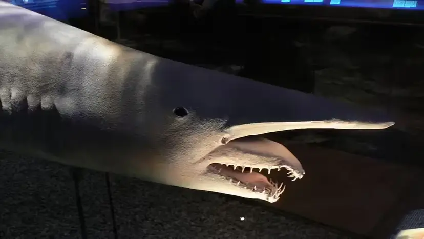 2025103176896806.webp 7.webp