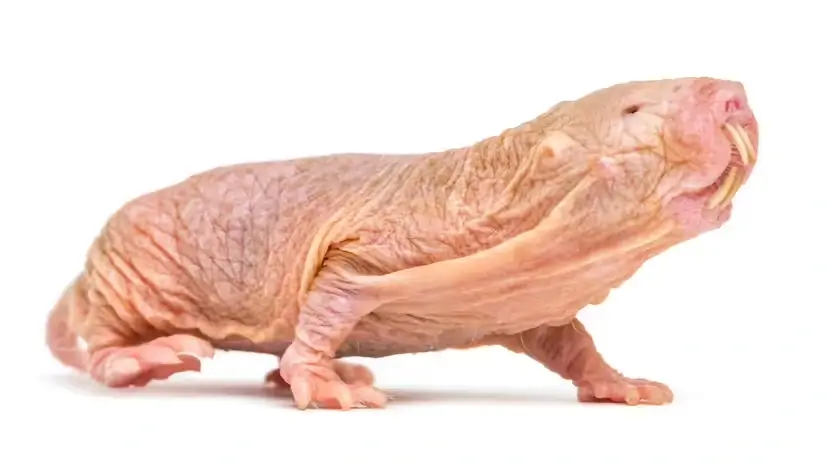 世界上“最丑”却最聪明的10种动物：外貌一般，功能满分