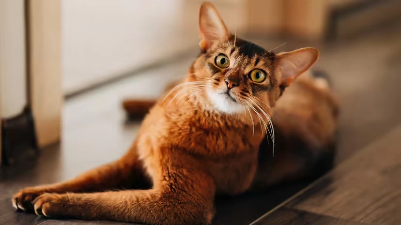 索马里猫：长毛“阿比”的灵动颜值与幼猫般的活力