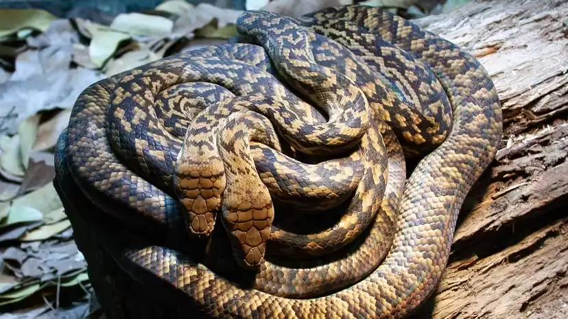 2025110518306557.webp 4.webp