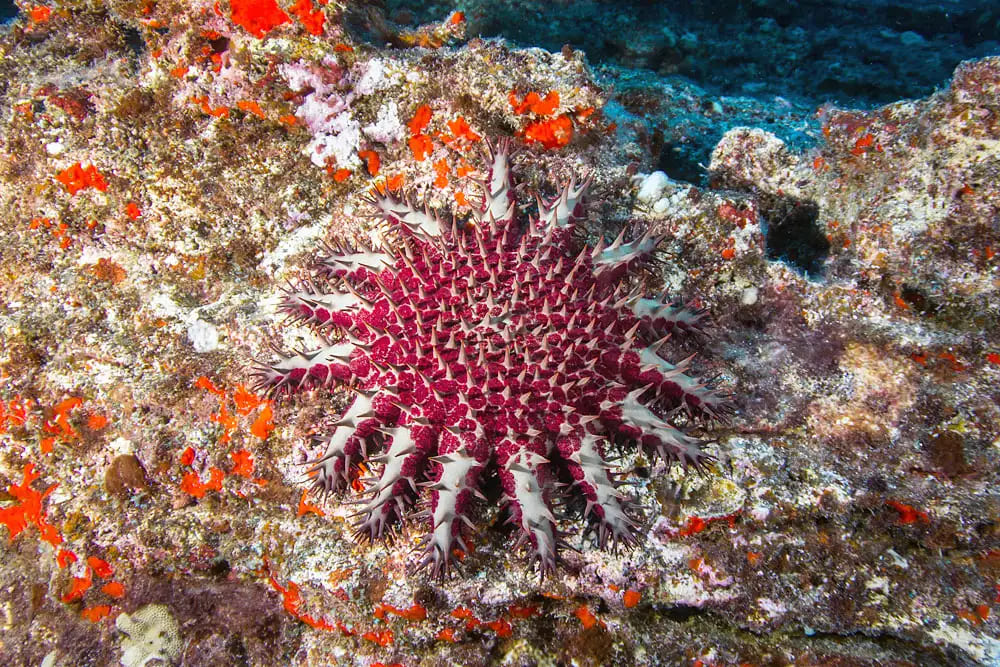 荆棘冠海星（Acanthaster planci）
