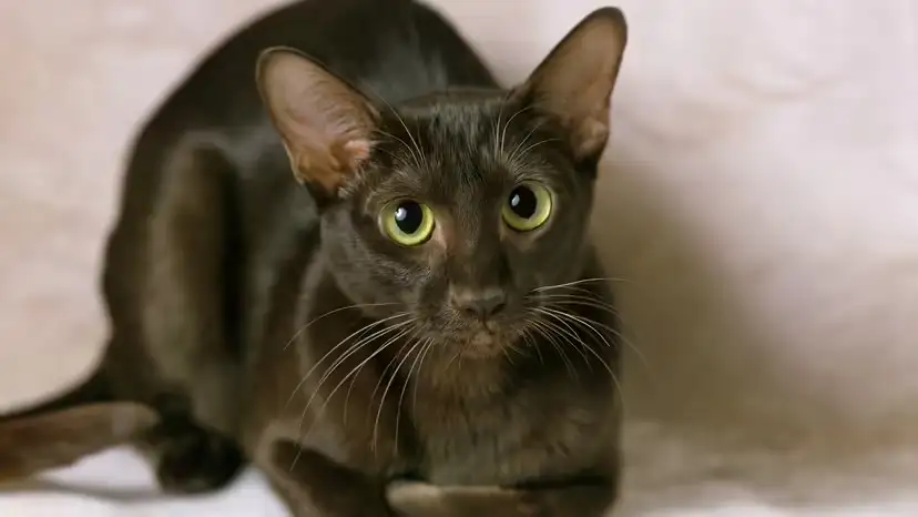 2025111711827219.webp 2.webp