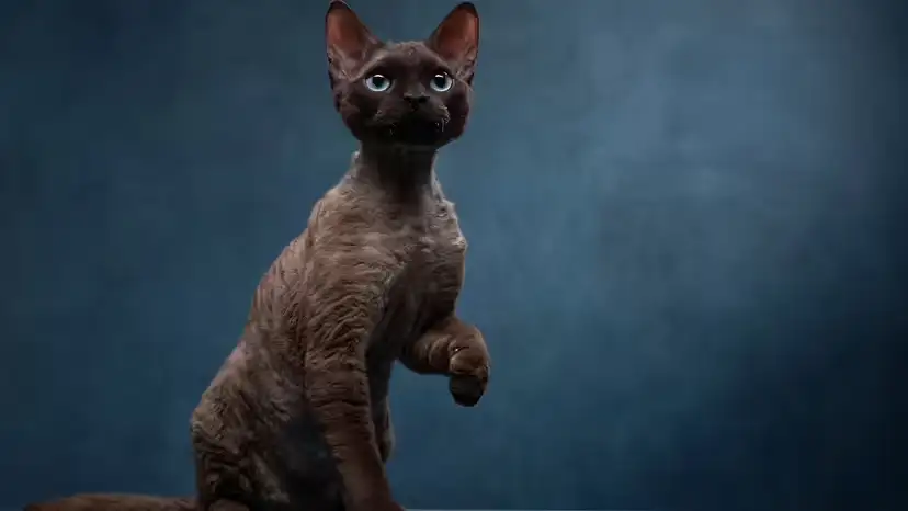 2025111731085256.webp 10.webp