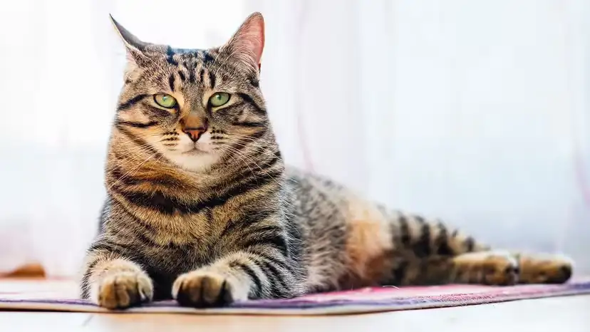 2025111766064936.webp 11.webp