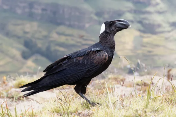 2025111863316411.webp 2.webp