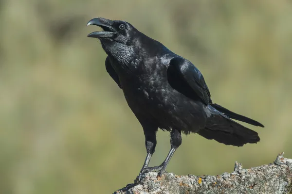 2025111892270839.webp 3.webp