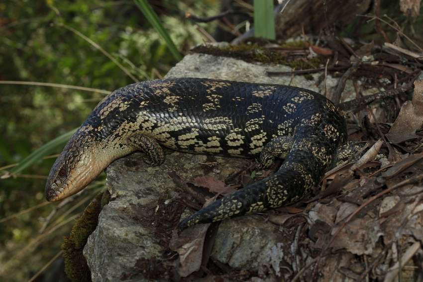 斑点蓝舌蜥蜴