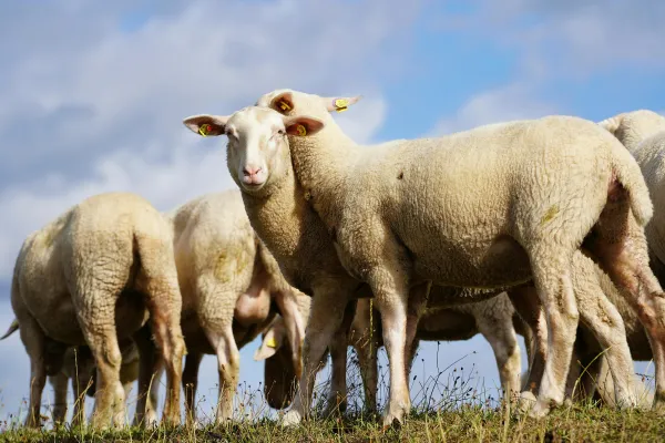 2025121192587835.webp 2.webp