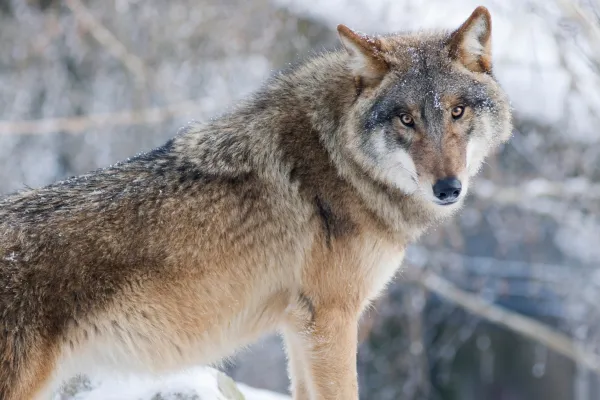 2025122531673810.webp 10.webp