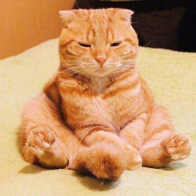 橘猫