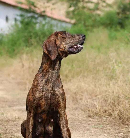 普罗特猎犬