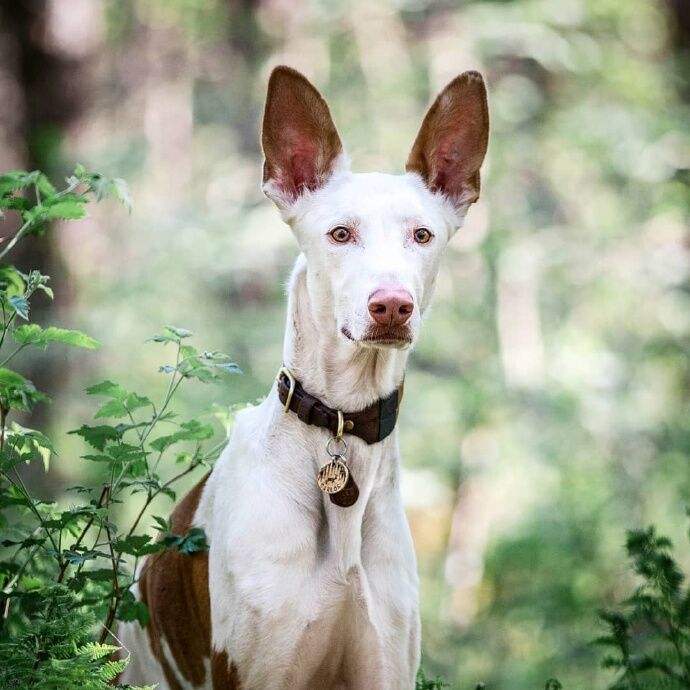 伊比赞猎犬