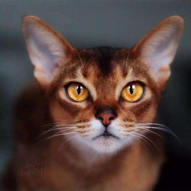 阿比西尼亚猫
