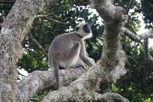 喜马拉雅灰叶猴