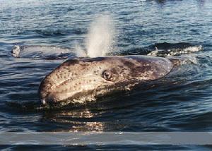 北太平洋露脊鲸