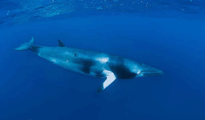 小鳁鲸