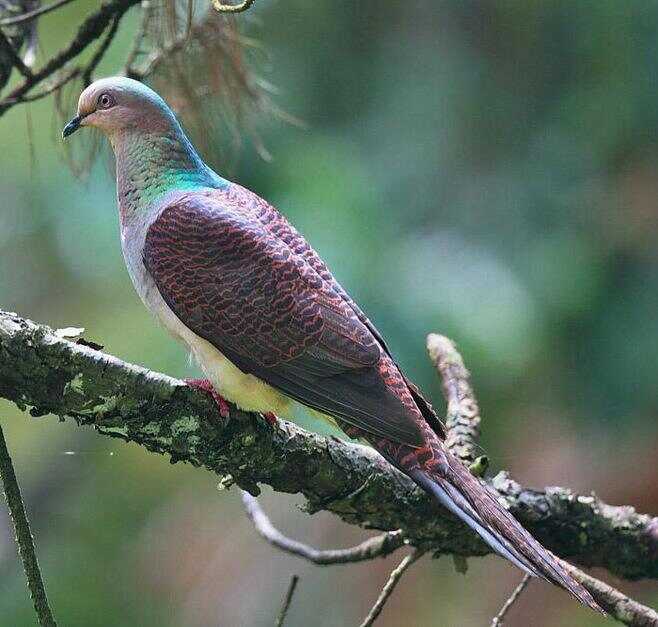 斑尾鹃鸠