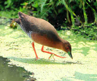 斑胁田鸡