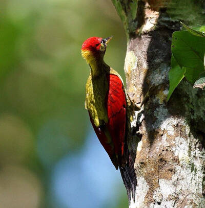 红颈绿啄木鸟