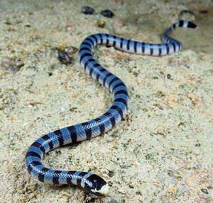 灰蓝扁尾海蛇