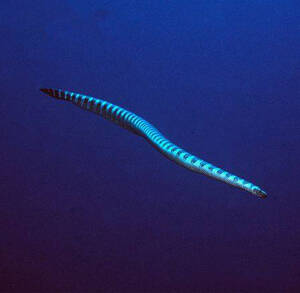 半环扁尾海蛇