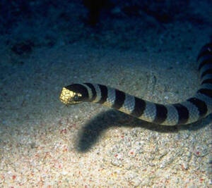 黑头海蛇
