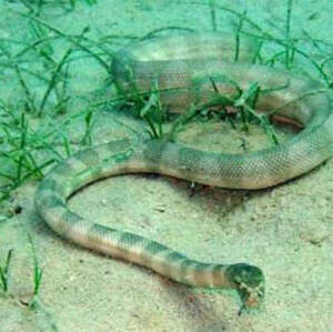 小头海蛇