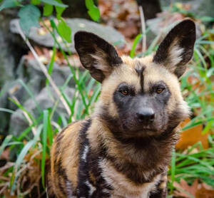 非洲野犬